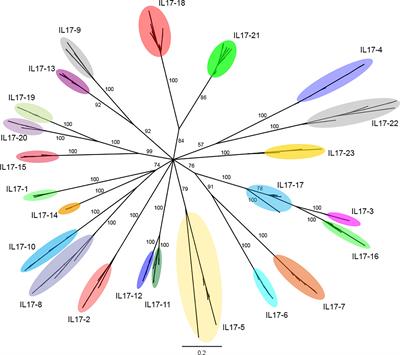 The Evolution and Diversity of Interleukin-17 Highlight an Expansion in Marine Invertebrates and Its Conserved Role in Mucosal Immunity